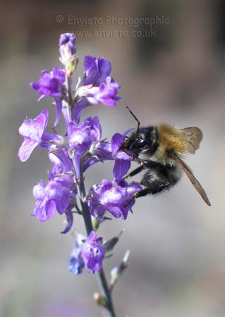 donut035_sharpened_A4